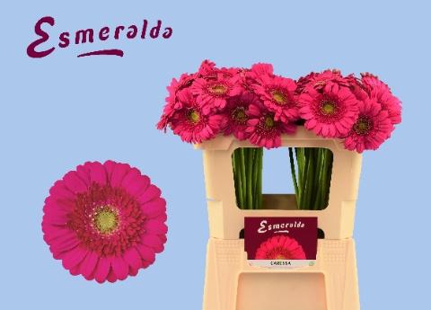 <h4>GE MI CARESSA</h4>