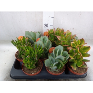 Crassula   ...mix