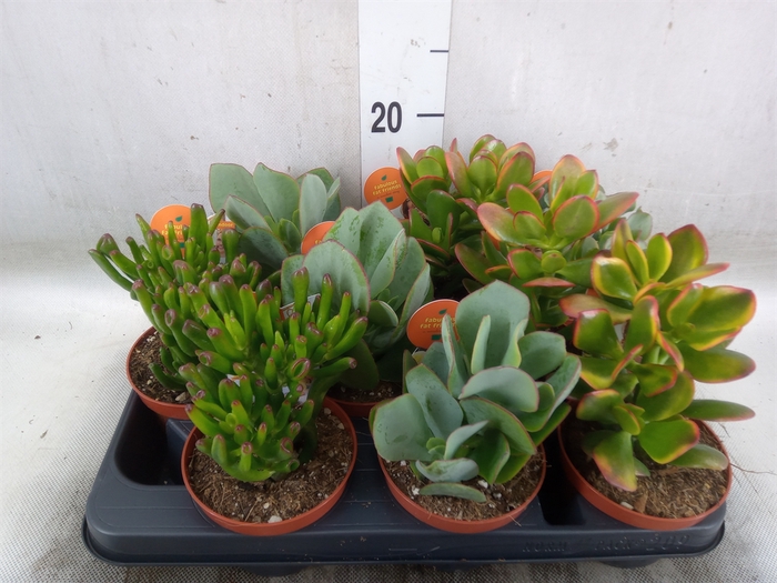 <h4>Crassula   ...mix</h4>