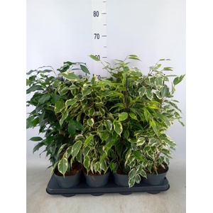 Ficus benja.   ...mix