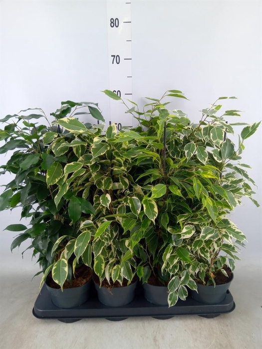 <h4>Ficus benja.   ...mix</h4>