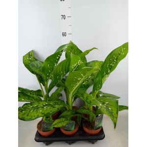 Dieffenbachia  'Crocodile'