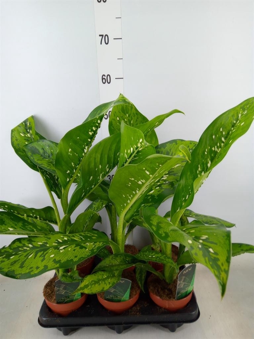 <h4>Dieffenbachia  'Crocodile'</h4>