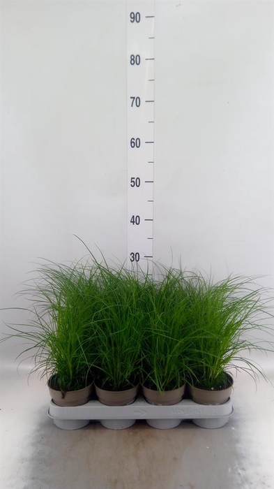 <h4>Carex brunnea</h4>