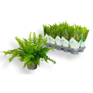 NEPHR EX GREEN MOMEN