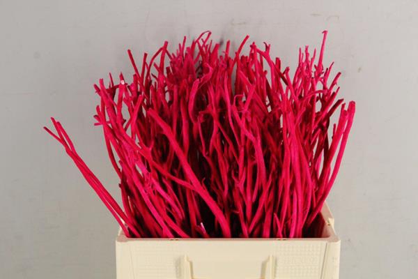 <h4>Mitsumata Flock Fuchsia Bs(10)</h4>