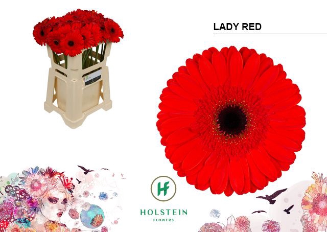 <h4>GE GR LADY RED Emmer x40</h4>