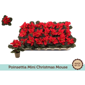 Euph P Mini Christmas Mouse