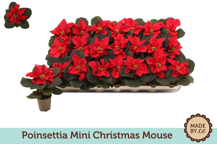 <h4>Euph. Poinsettia Mini Christmas Mouse</h4>