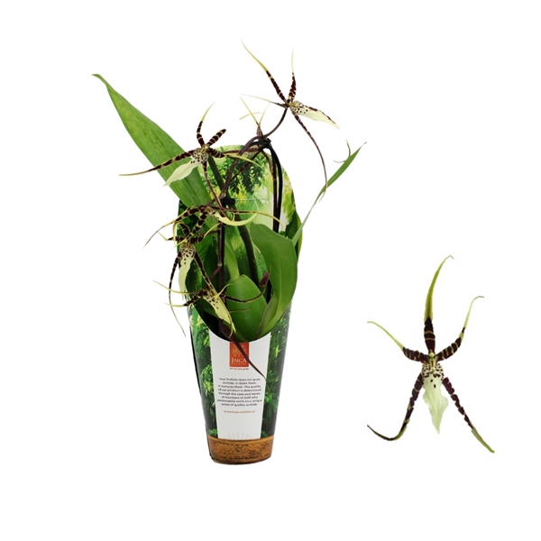 <h4>Inca Brassia Toscane cascade 9cm in luxury Jungle cover</h4>