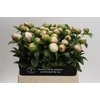 Paeonia Colonel Owen Cousins