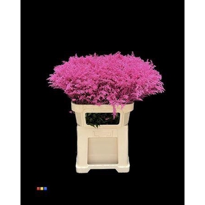 Solidago Cerise 80cm