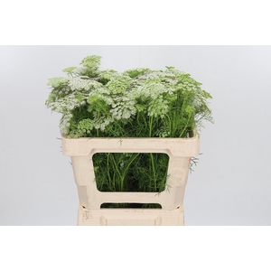 Ammi Majus Visnaga