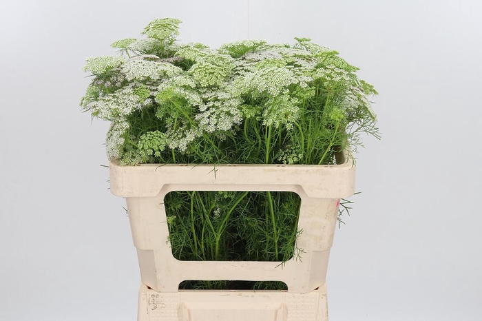 <h4>Ammi Majus Visnaga</h4>