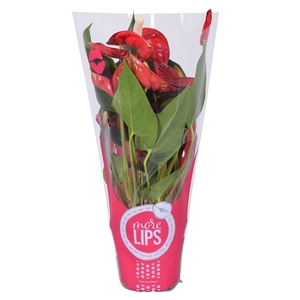 MoreLIPS® Anthurium Everio in ShowHoes