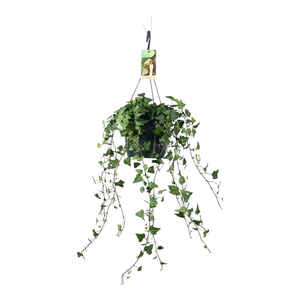 Hedera helix groen - hangpot wit / basic