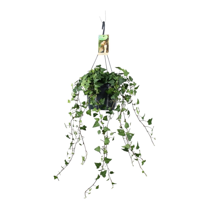 <h4>Hedera helix groen - hangpot wit / basic</h4>