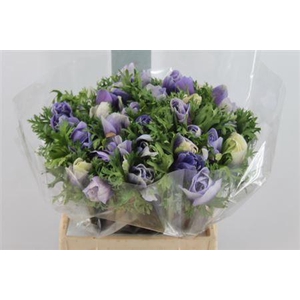 Anemone Mistral Super Celeste
