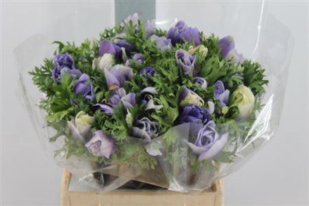 <h4>Anemone Mistral Super Celeste</h4>