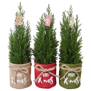 PTK25143 Ellwoodii in jute mix met decoratie