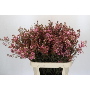 Chamelaucium Sarah's Delight