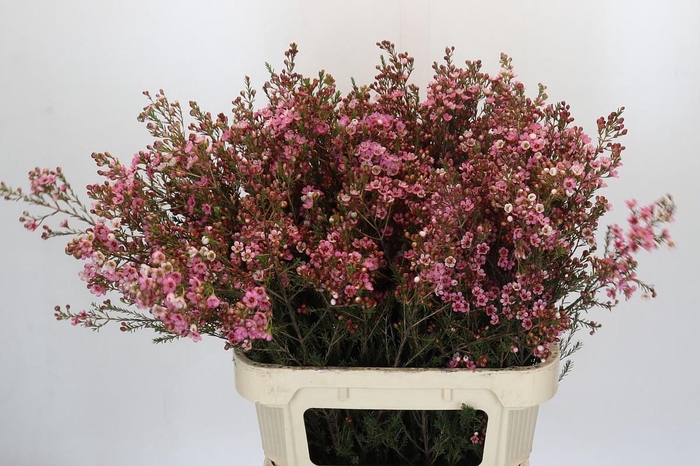 <h4>Chamelaucium Sarah's Delight</h4>