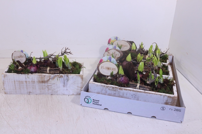 <h4>ARR BOL KNOLGEWAS</h4>