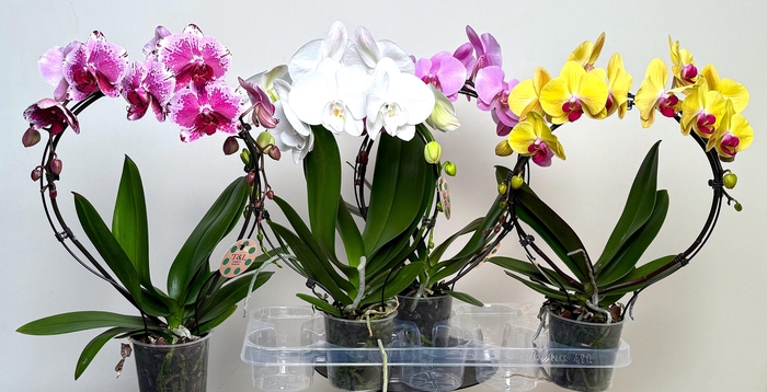 <h4>PHAL EL CASCADE</h4>