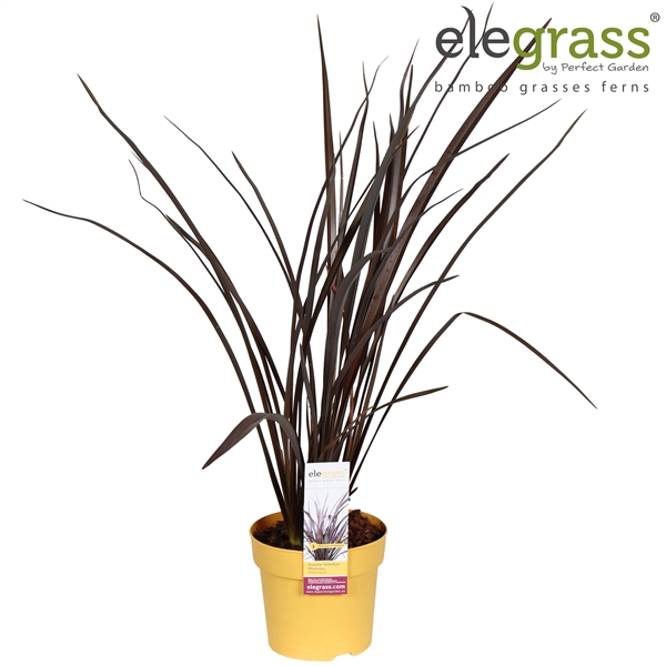 <h4>Phormium 'Rubra Nana' P14</h4>