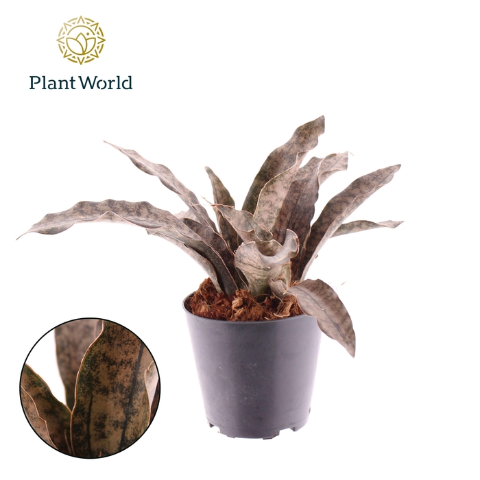 <h4>Sansevieria Copper Tone</h4>