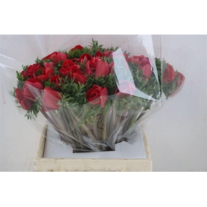 Anem Mistral Super Red