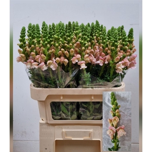 Antir Avignon Pink