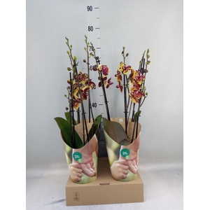 Phalaenopsis   ...yellow