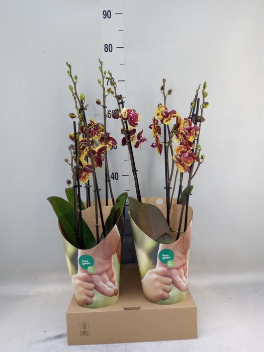 <h4>Phalaenopsis   ...yellow</h4>