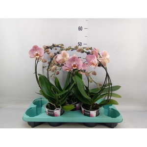 Phalaenopsis multi.   ...