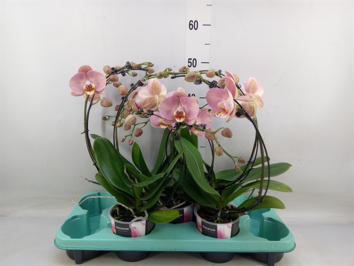 <h4>Phalaenopsis multi.   ...</h4>