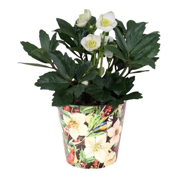 <h4>Helleborus n. Christmas Carol beker</h4>