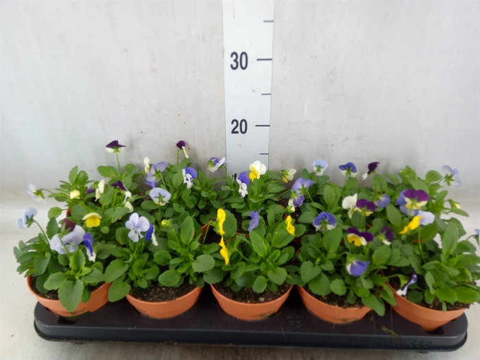 <h4>Viola corn.   ...mix</h4>