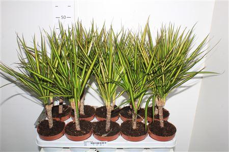 <h4>Dra Marg Sunray</h4>