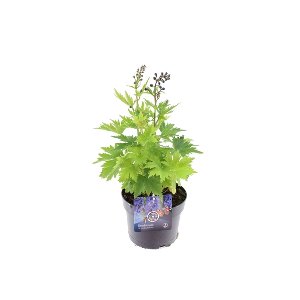 <h4>Delphinium M.F. DarkBlue/White bee</h4>