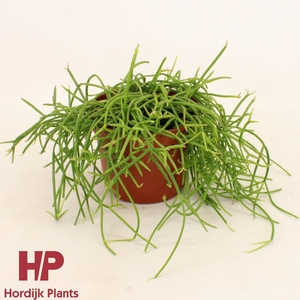 Rhipsalis shaferi 12cm