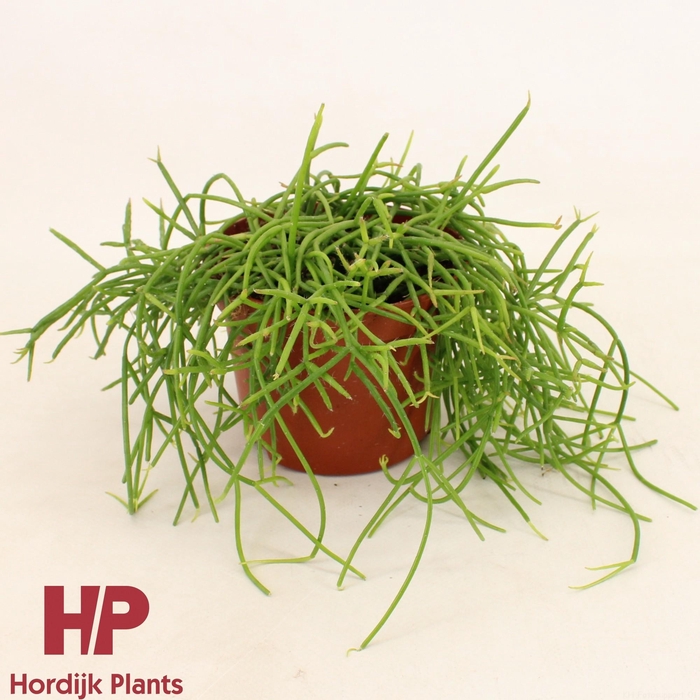 <h4>Rhipsalis shaferi 12cm</h4>
