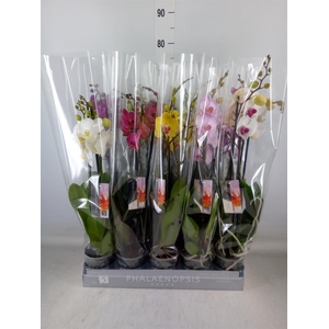 Phalaenopsis   ...mix  7