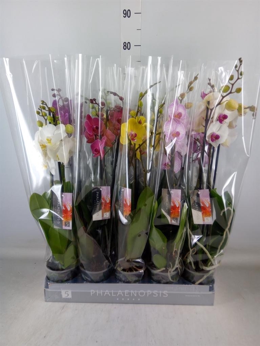 <h4>Phalaenopsis   ...mix  7</h4>