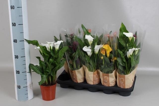 <h4>ZANT GEM 5 KL</h4>