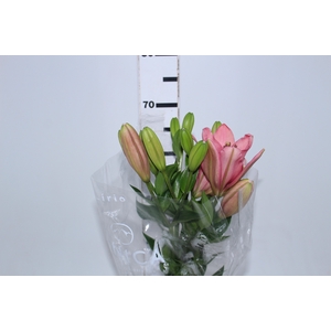 LIRIO BRINDISI 070 CM HT 2/3 FLS