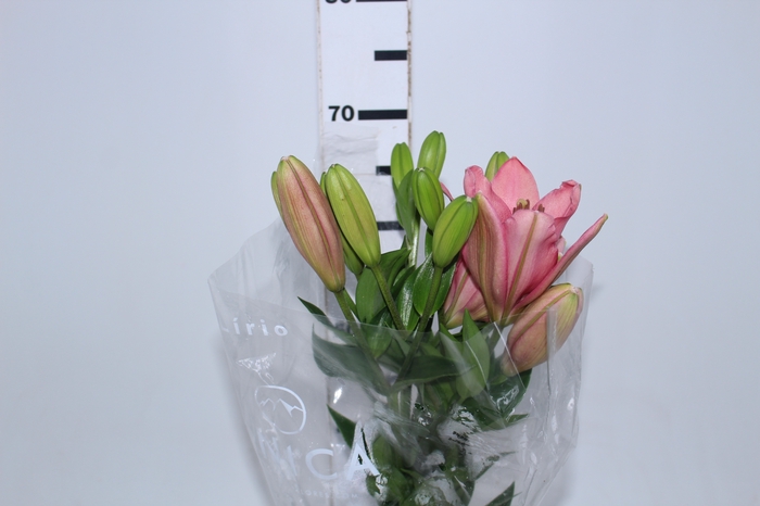 LIRIO BRINDISI 070 CM HT 2/3 FLS