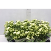 KALANCHOE DOBRADO P11 PINK