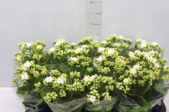 KALANCHOE DOBRADO P11 PINK