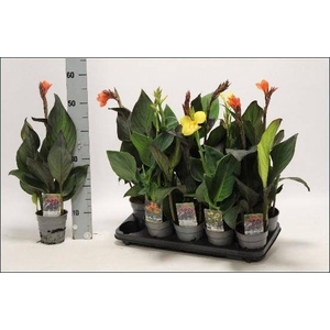 CANNA CANNOVA GEM